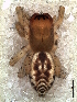  ( - MLB-00283)  @14 [ ] CreativeCommons - Attribution Non-Commercial Share-Alike (2012) Mariana L. Barone Museo Argentino de Ciencias Naturales