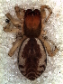  ( - MLB-00284)  @14 [ ] CreativeCommons - Attribution Non-Commercial Share-Alike (2012) Mariana L. Barone Museo Argentino de Ciencias Naturales