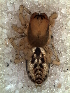  ( - MLB-00294)  @14 [ ] CreativeCommons - Attribution Non-Commercial Share-Alike (2012) Mariana L. Barone Museo Argentino de Ciencias Naturales