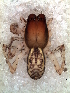  (Philisca EMS-sp6 - MLB-00296)  @14 [ ] CreativeCommons - Attribution Non-Commercial Share-Alike (2012) Mariana L. Barone Museo Argentino de Ciencias Naturales