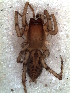  ( - MLB-00332)  @12 [ ] CreativeCommons - Attribution Non-Commercial Share-Alike (2012) Mariana L. Barone Museo Argentino de Ciencias Naturales