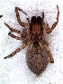  ( - MLB-00339)  @12 [ ] CreativeCommons - Attribution Non-Commercial Share-Alike (2012) Mariana L. Barone Museo Argentino de Ciencias Naturales
