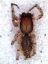  ( - MLB-00301)  @12 [ ] CreativeCommons - Attribution Non-Commercial Share-Alike (2012) Mariana L. Barone Museo Argentino de Ciencias Naturales