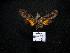  (Macroglossum assimilis - MA05-09-02-81)  @13 [ ] Copyright (2010) Unspecified Research Collection of Morton S. Adams