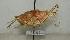  ( - ORTH-007)  @13 [ ] Unspecified (default): All Rights Reserved  Unspecified Unspecified