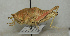  ( - ORTH-009)  @13 [ ] Unspecified (default): All Rights Reserved  Unspecified Unspecified