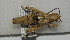  ( - ORTH-108)  @14 [ ] Unspecified (default): All Rights Reserved  Unspecified Unspecified