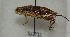  ( - ORTH-114)  @13 [ ] Unspecified (default): All Rights Reserved  Unspecified Unspecified