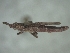 ( - ORTH-174)  @11 [ ] Unspecified (default): All Rights Reserved  Unspecified Unspecified