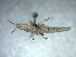  ( - ORTH-176)  @11 [ ] Unspecified (default): All Rights Reserved  Unspecified Unspecified