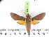  ( - BC-LTM-125)  @12 [ ] Copyright (2010) Unspecified Research Collection of James P. Tuttle