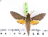 (Gnathothlibus australiensis - BC-LTM-126)  @13 [ ] Copyright (2010) Unspecified Research Collection of James P. Tuttle