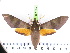  ( - BC-LTM-131)  @13 [ ] Copyright (2010) Unspecified Research Collection of James P. Tuttle