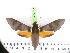  ( - BC-LTM-134)  @13 [ ] Copyright (2010) Unspecified Research Collection of James P. Tuttle