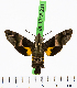  (Macroglossum queenslandi - BC-LTM-231)  @15 [ ] Copyright (2016) Jim P. Tuttle Unspecified