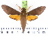  ( - BC-JT-22M)  @15 [ ] Copyright (2010) Unspecified Research Collection of James P. Tuttle