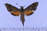  ( - SP19634)  @13 [ ] Copyright (2010) Pierre Schmit Research Collection of Pierre Schmit