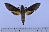  ( - SP3093)  @13 [ ] Copyright (2010) Pierre Schmit Research Collection of Pierre Schmit
