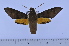  ( - SP8904)  @14 [ ] Copyright (2010) Pierre Schmit Research Collection of Pierre Schmit