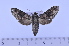  ( - SP7771)  @13 [ ] Copyright (2010) Pierre Schmit Research Collection of Pierre Schmit