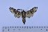  ( - SP2537)  @13 [ ] Copyright (2010) Pierre Schmit Research Collection of Pierre Schmit