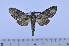  ( - SP12947)  @13 [ ] Copyright (2010) Pierre Schmit Research Collection of Pierre Schmit