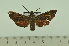  ( - SP13834)  @12 [ ] Copyright (2010) Pierre Schmit Research Collection of Pierre Schmit