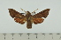  ( - SP9776)  @12 [ ] Copyright (2010) Pierre Schmit Research Collection of Pierre Schmit