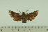  ( - SP13726)  @12 [ ] Copyright (2010) Pierre Schmit Research Collection of Pierre Schmit