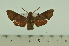  ( - SP9785)  @12 [ ] Copyright (2010) Pierre Schmit Research Collection of Pierre Schmit