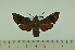  ( - SP7541)  @12 [ ] Copyright (2010) Pierre Schmit Research Collection of Pierre Schmit