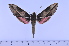  ( - SP21057)  @13 [ ] Copyright (2010) Pierre Schmit Research Collection of Pierre Schmit