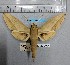  (Theretra insularis ambrymensis - BC-RBL009)  @11 [ ] Copyright (2019) Rob Lachlan Research Collection of Rob Lachlan