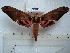  (Adhemarius roessleri - BC-EST0545)  @15 [ ] Copyright (2010) Unspecified Research Collection of Yves Estradel