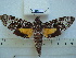  ( - BC-EST0556)  @14 [ ] Copyright (2010) Unspecified Research Collection of Yves Estradel