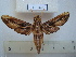  (Xylophanes thyelia - BC-EST0558)  @14 [ ] Copyright (2010) Unspecified Research Collection of Yves Estradel