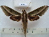  (Xylophanes amadis - BC-EST0570)  @15 [ ] Copyright (2010) Unspecified Research Collection of Yves Estradel