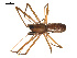 (Microlinyphia dana - ALASKA-01-B12)  @15 [ ] CreativeCommons - Attribution (2010) Gergin Blagoev, Centre for Biodiversity Genomics Centre for Biodiversity Genomics