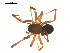  (Sisicottus nesides - ALASKA-01-D11)  @13 [ ] CreativeCommons - Attribution (2010) Gergin Blagoev, Centre for Biodiversity Genomics Centre for Biodiversity Genomics