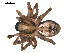  ( - ALASKA-01-E06)  @13 [ ] CreativeCommons - Attribution (2010) Gergin Blagoev, Centre for Biodiversity Genomics Centre for Biodiversity Genomics