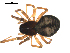  (Grammonota subarctica - ALASKA-02-H03)  @13 [ ] CreativeCommons - Attribution (2010) Gergin Blagoev, Centre for Biodiversity Genomics Centre for Biodiversity Genomics