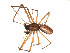  ( - ALASKA-03-D05)  @14 [ ] CreativeCommons - Attribution (2010) Gergin Blagoev, Centre for Biodiversity Genomics Centre for Biodiversity Genomics