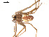  ( - ALASKA-03-H04)  @13 [ ] CreativeCommons - Attribution (2010) Gergin Blagoev, Centre for Biodiversity Genomics Centre for Biodiversity Genomics