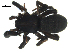  ( - BIOUG00164-A09)  @13 [ ] CC-0  G. Blagoev 2010 Unspecified