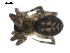  ( - BIOUG00165-E03)  @12 [ ] CC-0  G. Blagoev 2010 Unspecified