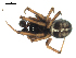  (Steatoda hespera - BIOUG00166-D10)  @13 [ ] CC-0  G. Blagoev 2010 Unspecified