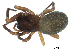  (Robertus vigerens - BIOUG00166-E01)  @14 [ ] CC-0  G. Blagoev 2010 Unspecified