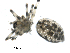  ( - BIOUG00166-G11)  @12 [ ] CC-0  G. Blagoev 2010 Unspecified