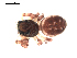  ( - BIOUG00167-C09)  @12 [ ] CC-0  G. Blagoev 2010 Unspecified