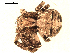  ( - BIOUG00167-C11)  @12 [ ] CC-0  G. Blagoev 2010 Unspecified